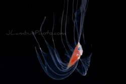 A larval ribbon fish. An Oarfish maybe? by Joshua Lambus 